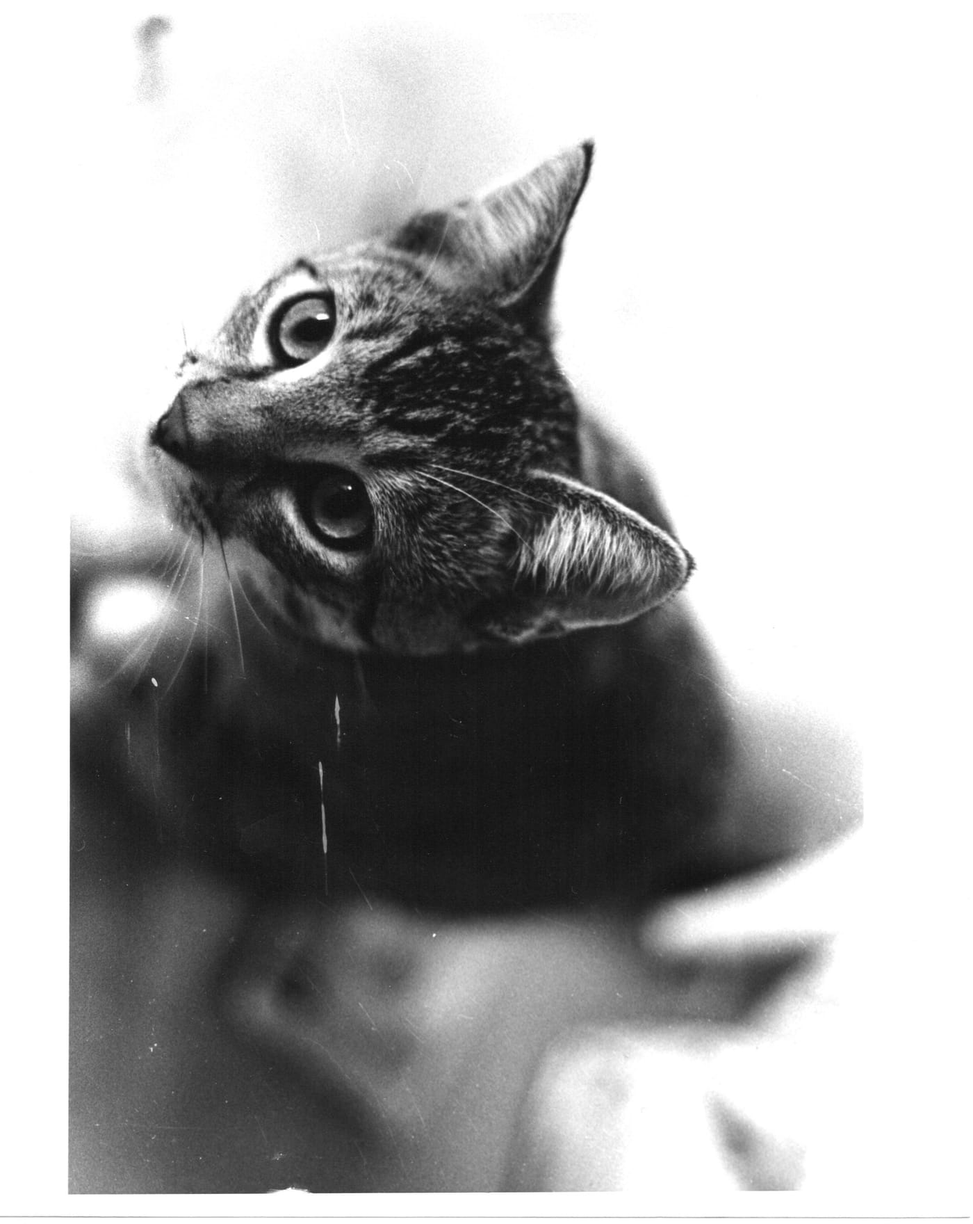 Silver gelatin print of a tabby cat looking up toward a bright window.