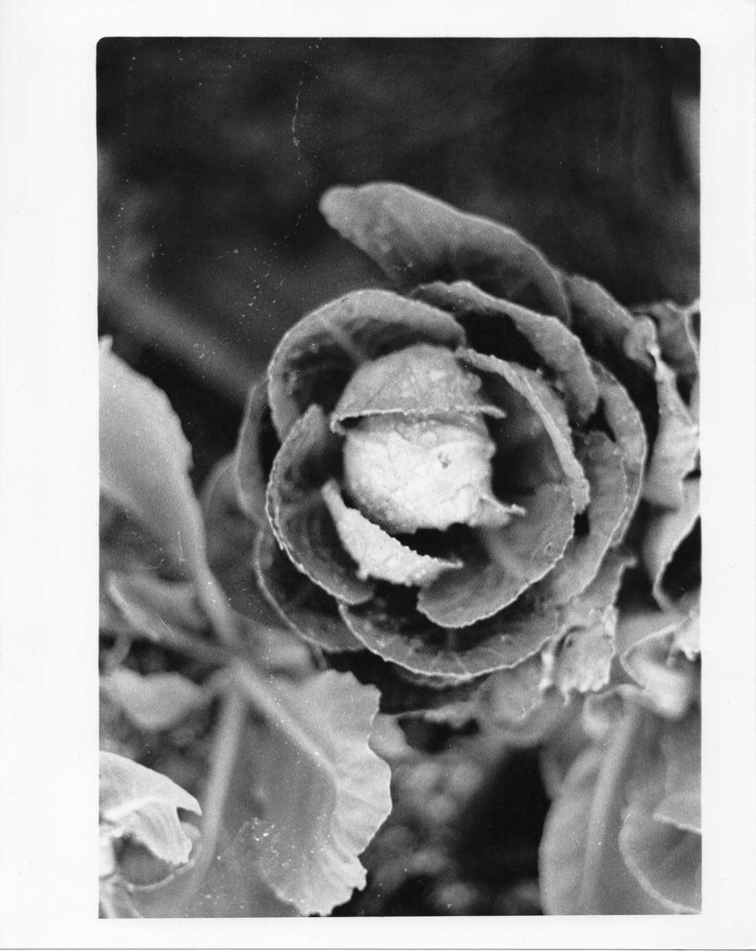Print of a rosette of ruffled leaves, like a small cabbage, among other leaves.