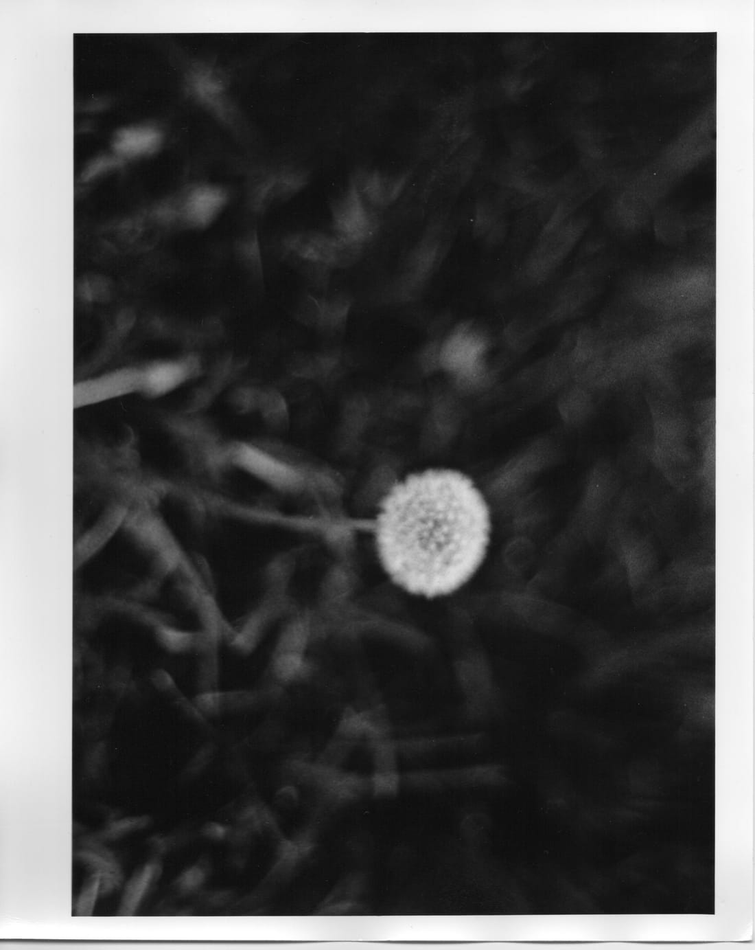 Print of a single white dandelion seed head against dark grass.