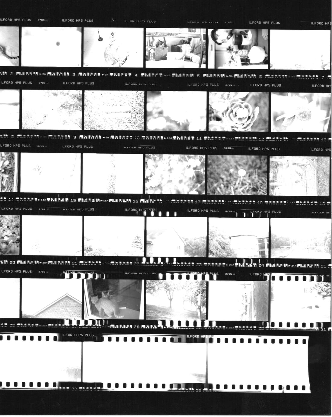 Contact sheet of 35mm negatives, rows of small frames with film edge markings.
