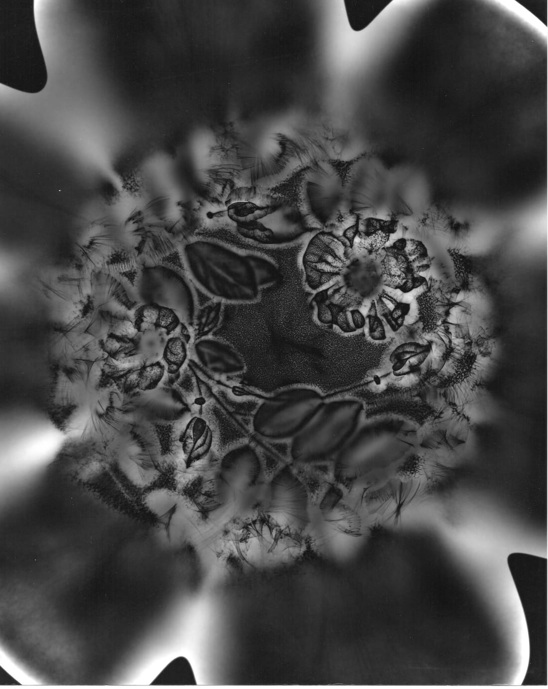 Print of a flower seen up close, its center surrounded by blurred, glowing petals.