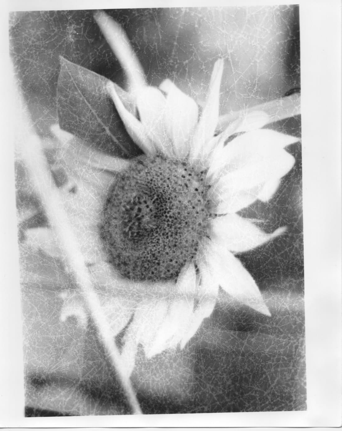 Print of a sunflower with a grainy, crackled texture across the surface.